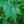 Load image into Gallery viewer, Peve Multicolor Japanese Maple - Japanese Maple - Japanese Maples