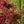 Load image into Gallery viewer, Peve Starfish Japanese Maple - Japanese Maple - Japanese Maples