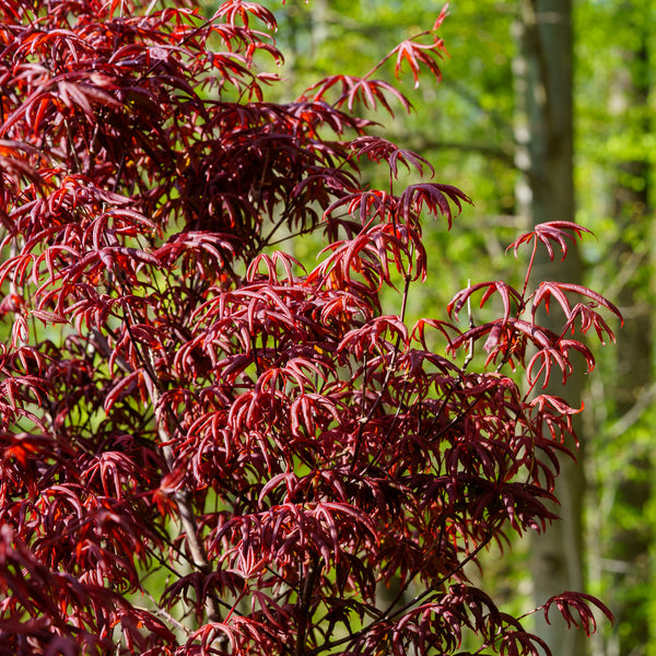 Peve Starfish Japanese Maple - Japanese Maple - Japanese Maples