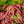 Load image into Gallery viewer, Peve Starfish Japanese Maple - Japanese Maple - Japanese Maples