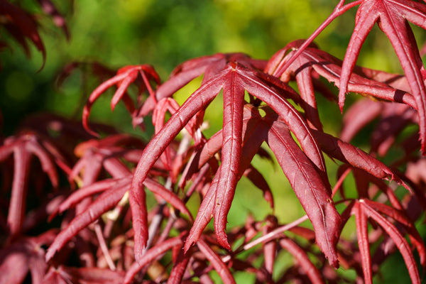 Peve Starfish Japanese Maple - Japanese Maple - Japanese Maples