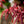 Load image into Gallery viewer, Peve Starfish Japanese Maple - Japanese Maple - Japanese Maples