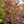 Load image into Gallery viewer, Peve Starfish Japanese Maple