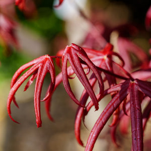 Peve Starfish Japanese Maple - Japanese Maple - Japanese Maples