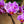Load image into Gallery viewer, Double Stem Moth Orchid