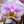 Load image into Gallery viewer, Double Stem Moth Orchid