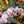 Load image into Gallery viewer, Double Stem Moth Orchid