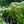 Load image into Gallery viewer, Phantom Panicle Hydrangea