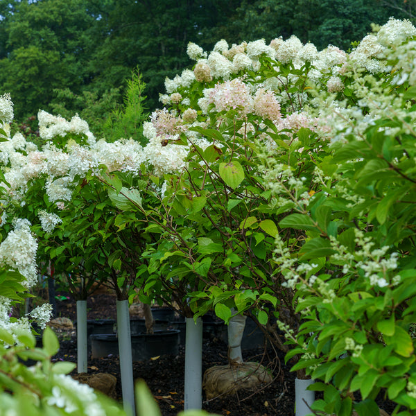 Phantom Panicle Hydrangea
