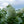 Load image into Gallery viewer, Phantom Panicle Hydrangea
