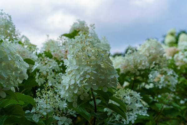 Phantom Panicle Hydrangea