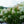 Load image into Gallery viewer, Phantom Panicle Hydrangea