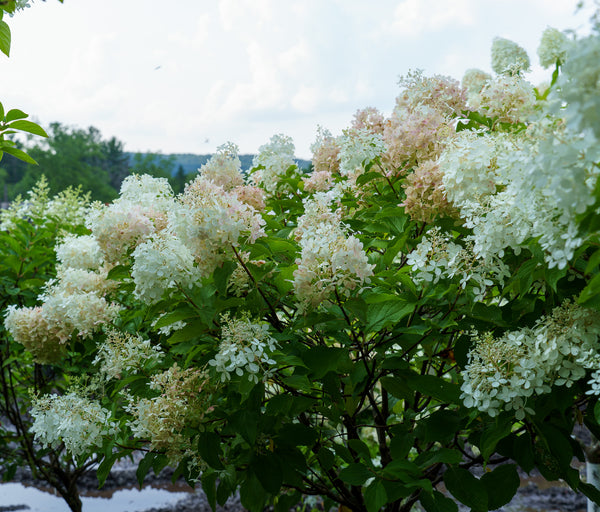 Phantom Panicle Hydrangea