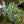 Load image into Gallery viewer, Phenomenal Lavender