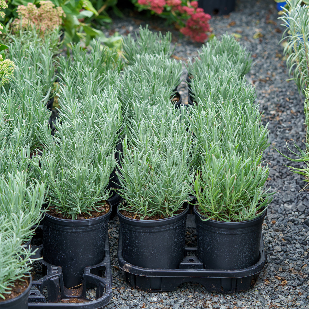 lavender phenomenal plant Phenomenal French Lavender – Plant Detectives