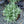 Load image into Gallery viewer, Phenomenal Lavender