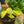 Load image into Gallery viewer, Brasil Philodendron