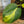 Load image into Gallery viewer, Brasil Philodendron