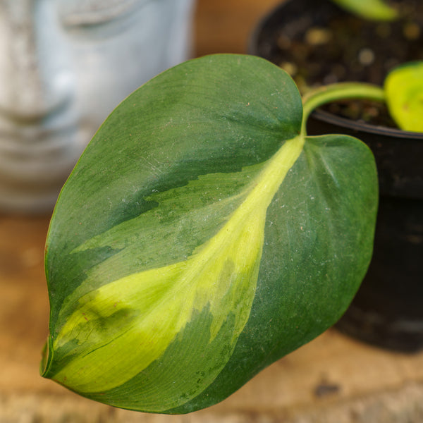 Brasil Philodendron