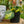 Load image into Gallery viewer, Brasil Philodendron