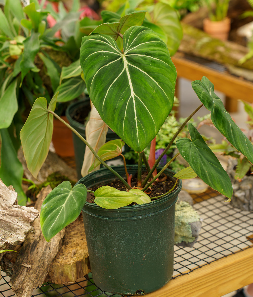 Philodendron Gloriosum – Plant Detectives