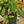 Load image into Gallery viewer, Philodendron Gloriosum