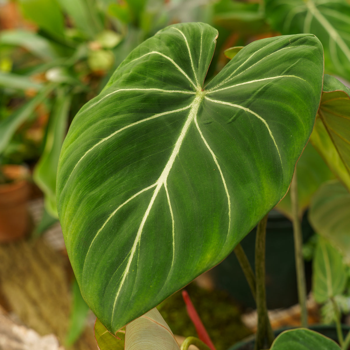 Gloriosum Philodendron – Plant Detectives