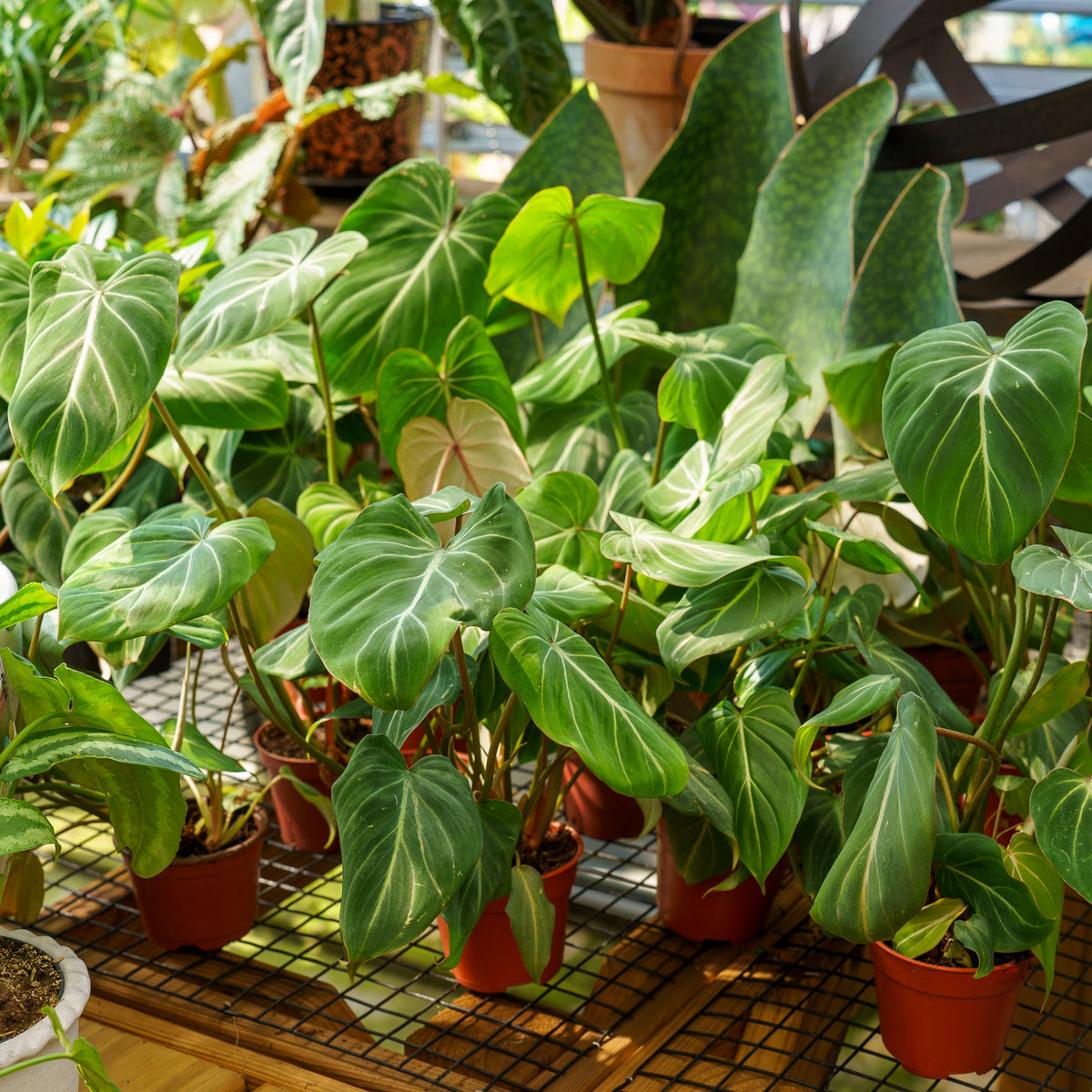 Philodendron Gloriosum – Plant Detectives