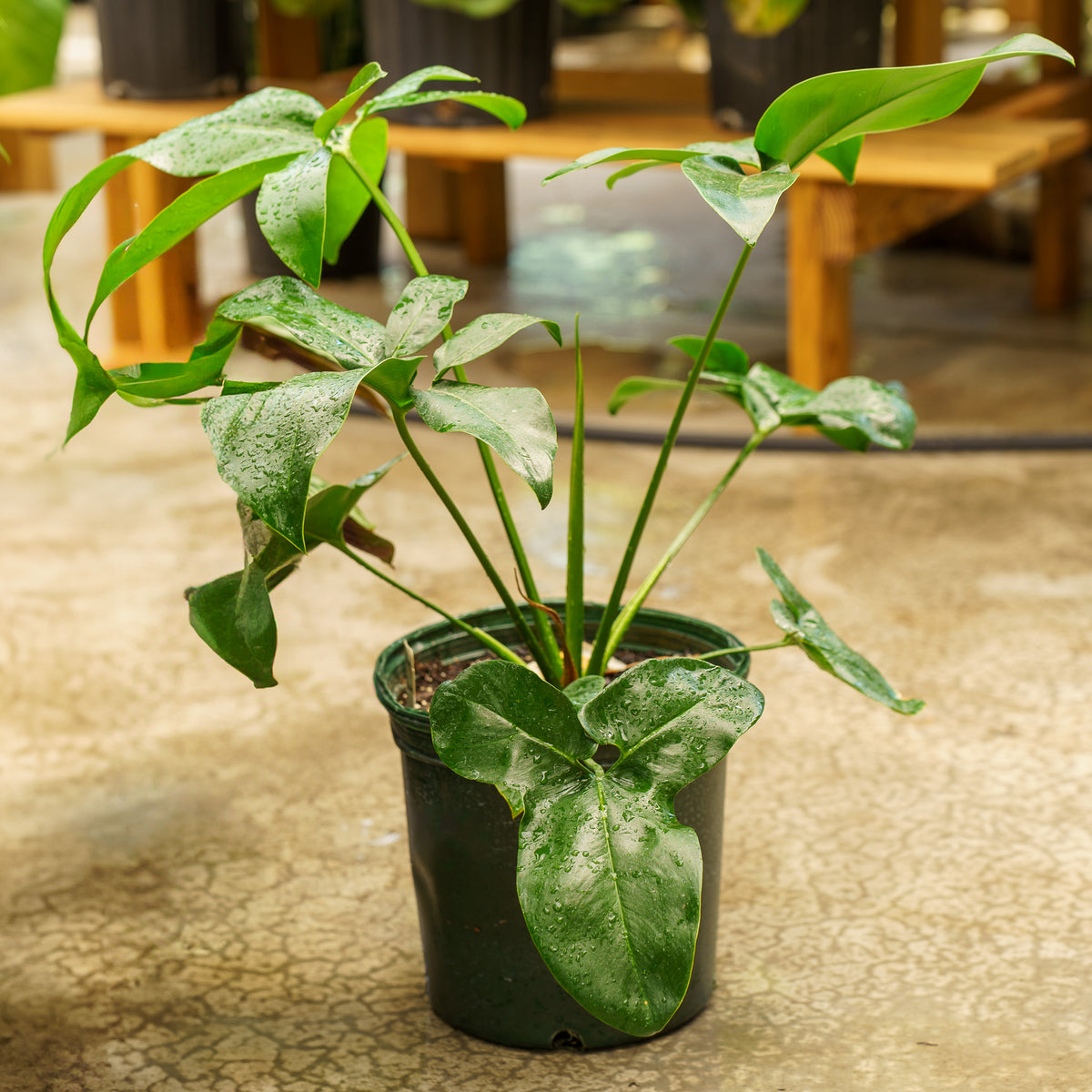 philodendron podophyllum Philodendron Goeldii – Plant Detectives