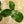 Load image into Gallery viewer, Philodendron Goeldii
