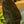 Load image into Gallery viewer, Imperial Red Philodendron