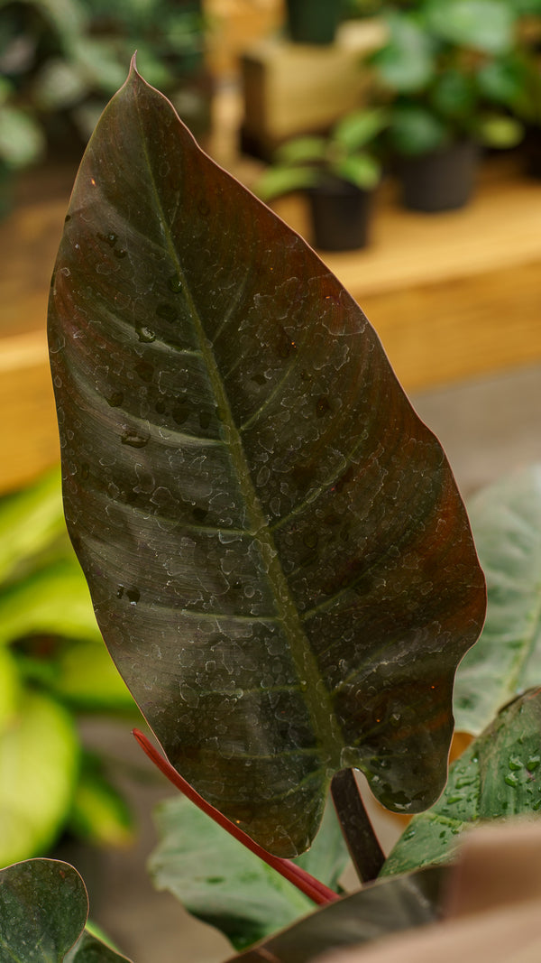 Imperial Red Philodendron