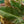 Load image into Gallery viewer, Imperial Red Philodendron
