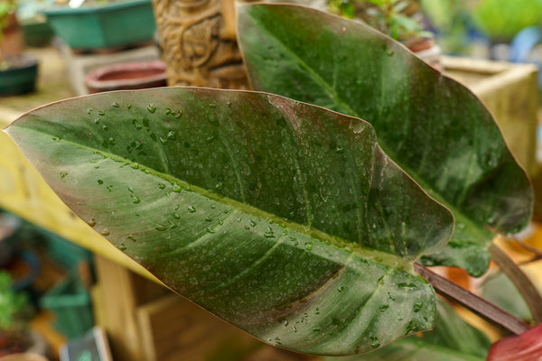 Imperial Red Philodendron