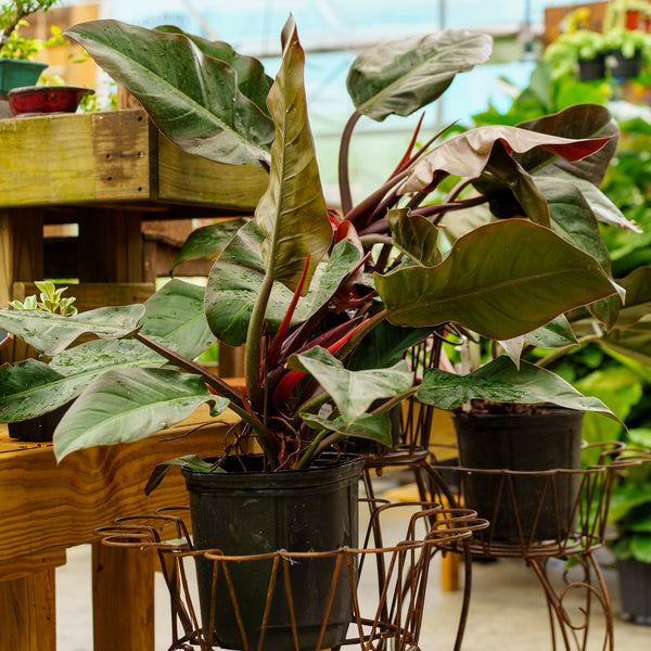 Imperial Red Philodendron