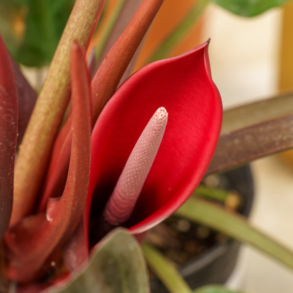 Imperial Red Philodendron
