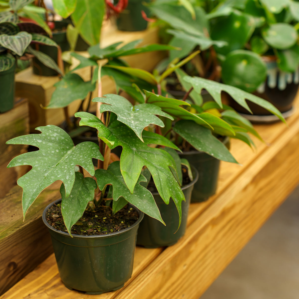philodendron mayoi care Mayoi Philodendron – Plant Detectives