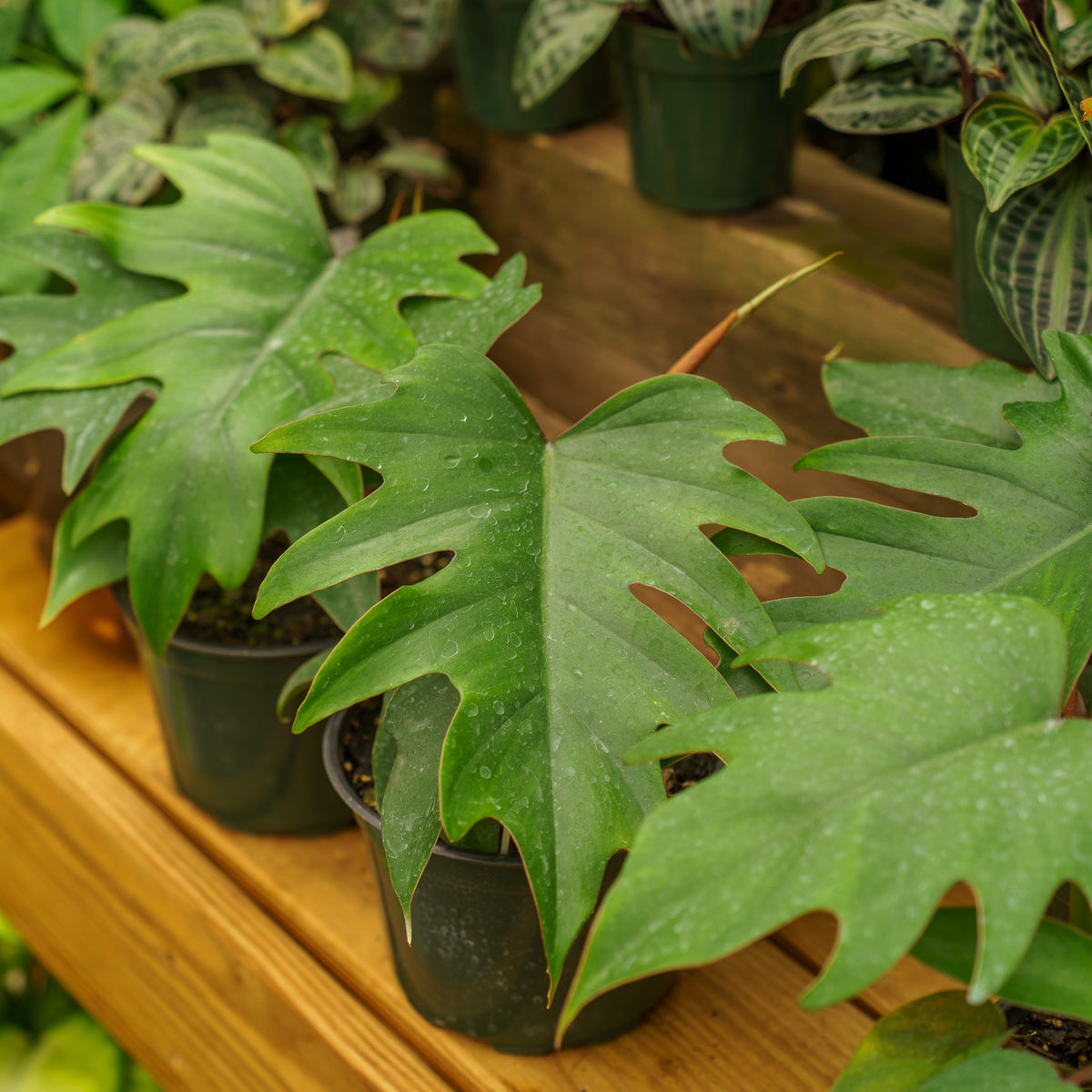 Mayoi Philodendron  Plant Detectives