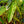 Load image into Gallery viewer, Paraiso Verde Philodendron
