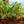 Load image into Gallery viewer, Paraiso Verde Philodendron
