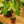 Load image into Gallery viewer, Paraiso Verde Philodendron