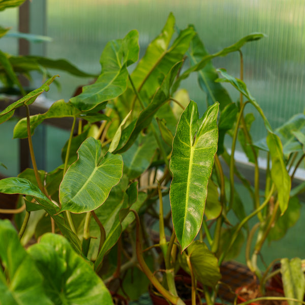 Paraiso Verde Philodendron