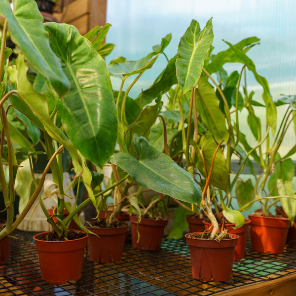 Paraiso Verde Philodendron