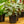 Load image into Gallery viewer, Sodiroi Silver Leaf Philodendron