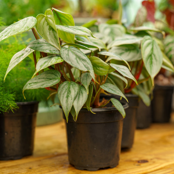 Sodiroi Silver Leaf Philodendron