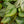 Load image into Gallery viewer, Sodiroi Silver Leaf Philodendron
