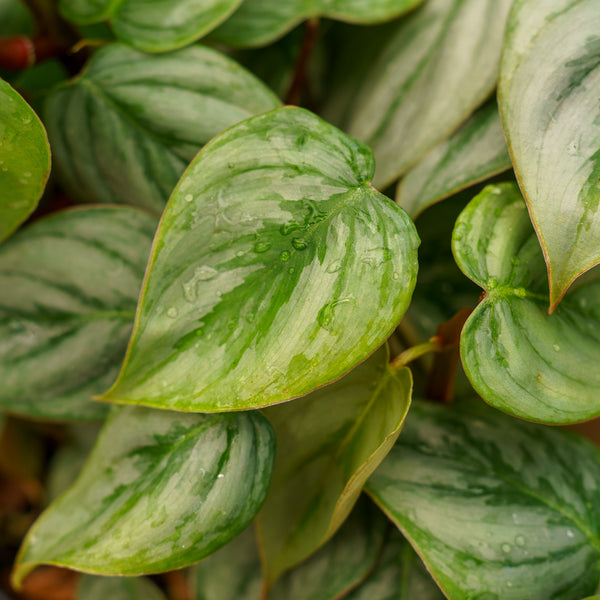 Sodiroi Silver Leaf Philodendron