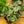 Load image into Gallery viewer, Sodiroi Silver Leaf Philodendron