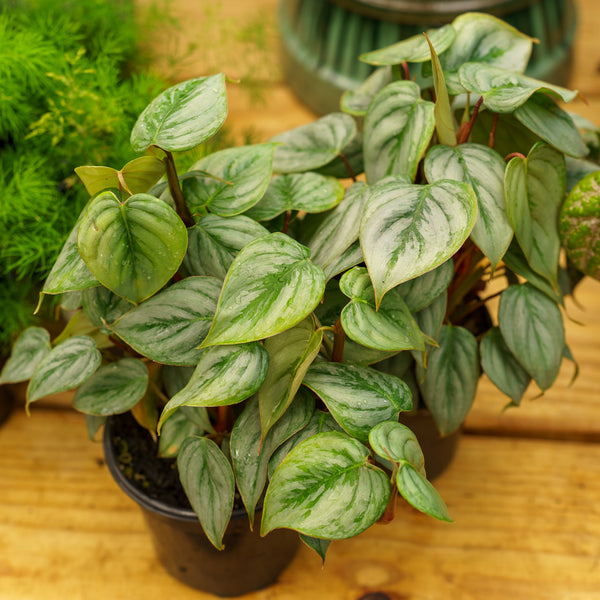 Sodiroi Silver Leaf Philodendron