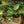 Load image into Gallery viewer, White Princess Philodendron